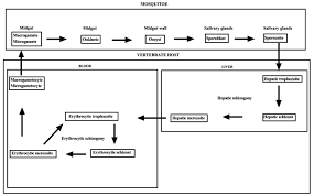 Le cycle du paludisme en image. Biological Membranes And Malaria Parasites Fulltext