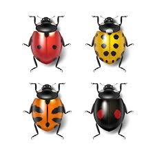 Black And Orange Bug That Looks Like A Wasp Vector Realistic Insect Bundle Insects Vector Business Icons Design