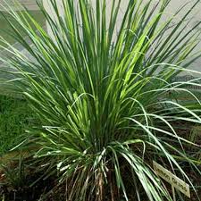 Image result for Cymbopogon pospischilii