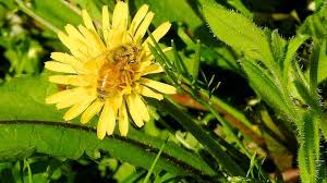Maybe you would like to learn more about one of these? Save The Bees And Time And Money By Creating A Bee Lawn Abc News