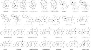 Image result for Mitragyna rubrostipulata