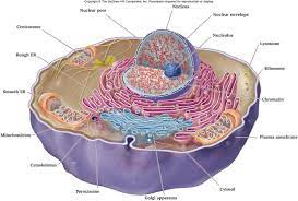 With this brief information on animal cell functions and structures, we hope you are. Diagram Diagram Of A Membrane Full Version Hd Quality A Membrane Outletdiagram Itfpontederadevitalia It