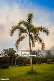 Image result for Wodyetia