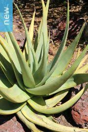Image result for Aloe spicata
