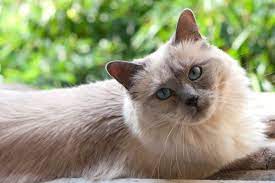 Ragamese Ragdoll Siamese Mix Info Facts Pictures Faqs And More