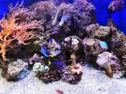 They are massive underwater structures formed by the limestone skeletons of tiny invertebrate animals. Saltwater Aquarium And Dissolved Oxygen Levels