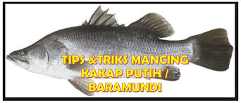 Bab i pendahuluan 1.1 latar belakang ikan kakap putih (lates calcalifer, bloch) merupakan nilai ekonomis penting di negara tropis dan sub tropis yang meliputi daerah sebelah barat laut facifik dan dan laut india (chomdej, 1986). Tips Memancing Ikan Kakap Putih Baramundi Agar Hasilnya Maksimal Aliems Journey
