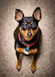 Hi all! I just wanted to introduce myself , I'm Vaquita, in 2019 the vets  dis not know why I had cero platelets, but mum had faith and dis everything  she could