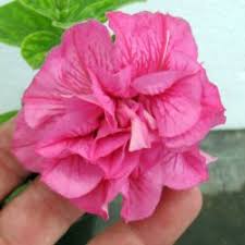 Image result for foto surfínie