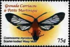 There is a metallic blue middorsal line on the abdomen, which b. Stamp Scarlet Bodied Wasp Moth Grenada Carriacou Petite Martinique Moths Mi Gd Gr 4155 Sn Gd Gr 2568 Sg Gd Gr 3739
