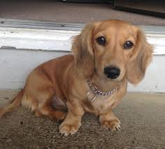 Long haired english cream miniature dachshund puppies three weeks old. Beatrix Longhaired Shaded Cream Miniature Dachshund Dachshund Breed Clever Dog Dachshund Facts