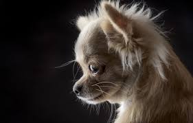 Wallpaper Portrait Dog Muzzle Black Background Chihuahua Images For Desktop Section Sobaki Download Generally, the height ranges between 15 and 23 cm however, some dogs grow as tall as 30 to 38 cm. wallpaper portrait dog muzzle black
