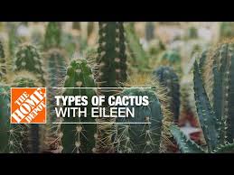 An oxygen mask a piece of safety equipment which passengers put over their nose and mouth. Types Of Cactus Plants The Home Depot