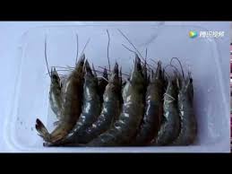 活虾怎么保存更新鲜 水产店老板教我一招 学会了天天