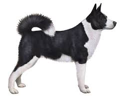 Karelian bear dog puppy for sale in colville, wa. Karelian Bear Dog Facts Wisdom Panel Dog Breeds