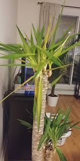 Several species make great indoor plants and thrive in u.s. Please Help Me Save My Dying Yucca Bbc Gardeners World Magazine