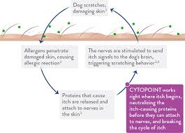 Skin Allergies Itching In Keller Tx Parkside Animal