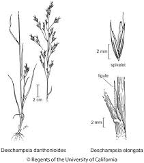 Image result for Deschampsia