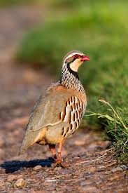 Image result for Alectoris rufa