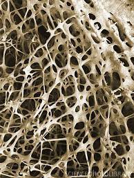 Inside Of A Bone Microscopic Photography Cancellous Bone Organic Shapes