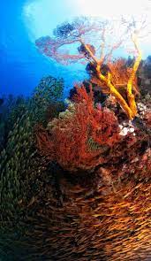 Last Flight Out Photography A Swarm Of Fish Ocean Creatures Beneath The Sea Underwater World