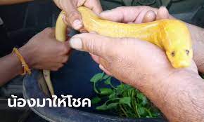 หน มราชบ ร ออกหาปลาเจอ ปลาไหลส ทอง เช อมาให โชค เห นลายต วเลขข างลำต ว ผ กบ ง