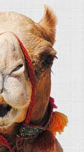 Pin On Camellos