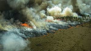 Amazon Rainforest Fires Everything You Need To Know College Of Natural Resources News