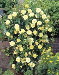 Golden Showers Climbing Rose Planting Flowers Climbing Roses Plants