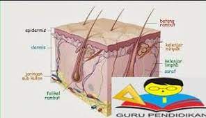 Terdiri dari epitel berlapis gepeng bertanduk, mengandung sel melanosit, langerhans dan merkel. Kulit Manusia Pengertian Komponen Epidermis Dermis Fungsi