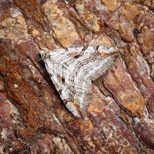 Image result for Aplocera efformata