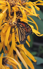 Image result for Lellingeria oosora