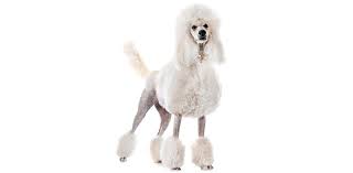 How To Groom A Poodle | Groomers Online