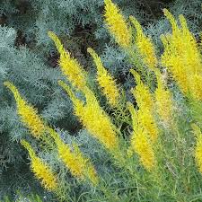 Image result for Cineraria pinnata