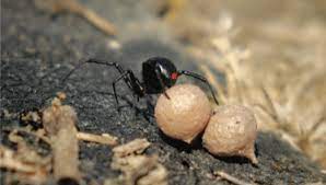I assume it blew in from the adjacent area which is mixed oak/chaparral habitat. The Black Widow Alabama Cooperative Extension System