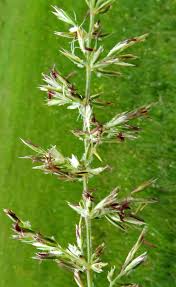 Image result for Koeleria