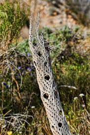 This reaction can lead to pustules that last for months and can result in little black spots of dead skin that. Cholla Skeleton Photograph By Kelley King