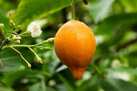 Image result for Tabernanthe elliptica