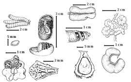 Image result for Pseudoeriosema andongense