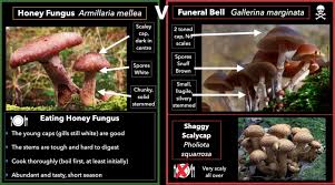 Maybe you would like to learn more about one of these? Poisonous Mushrooms Funeral Bells Galloway Wild Foods