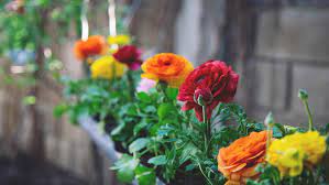 Check spelling or type a new query. How To Grow And Care For Ranunculus Bunnings Australia