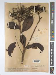 Image result for Maranthes goetzeniana