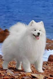 pin by oksana petrenko on likes on pinterest best large dog breeds large dog breeds dog breeds