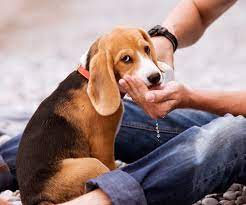 Best dog water calculator (mobile friendly). How Much Water Should A Puppy Drink A Day