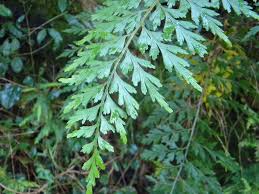 Image result for Asplenium aethiopicum