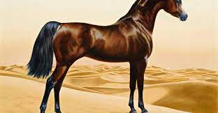 مواصفات ومميزات الخيل العربي الأصيل مجلة محطات