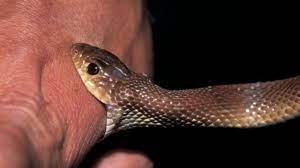 During envenomation (the bite that injects venom or poison), the venom passes. Snake Bite Envenomation The Public Health Problem That Is Also A Silent Killer
