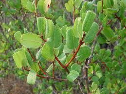 Image result for Rinorea ilicifolia
