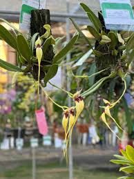 Image result for Bulbophyllum stolzii