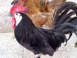 Black And White Hen White Face Black Spanish Bantams Chickens Backyard Breeds Spanish Chicken Chicken Breeds